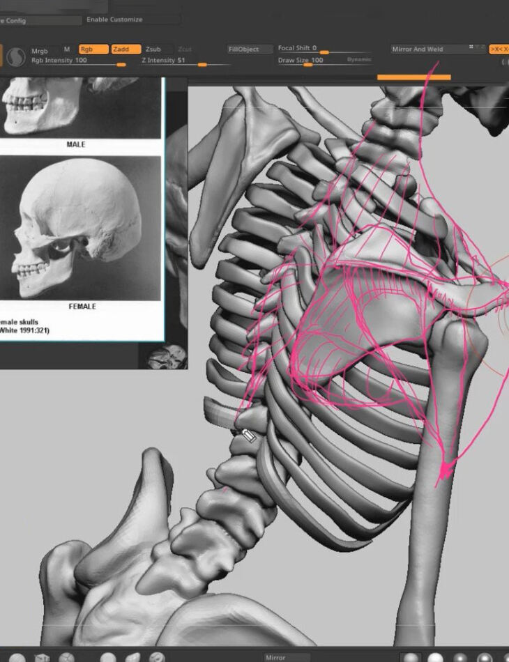 Female Anatomy For Artists Course Render State