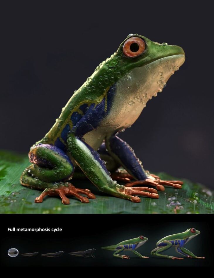Amazon Tree Frogs and Tadpole Amazon Tree Frogs and Tadpole