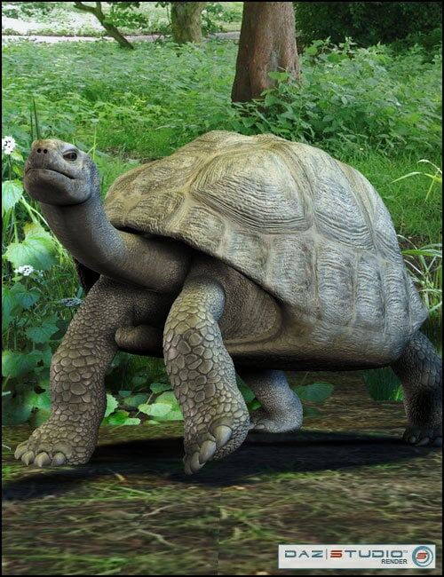 Galapagos Tortoise - Render-State